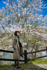 桜ポートレート