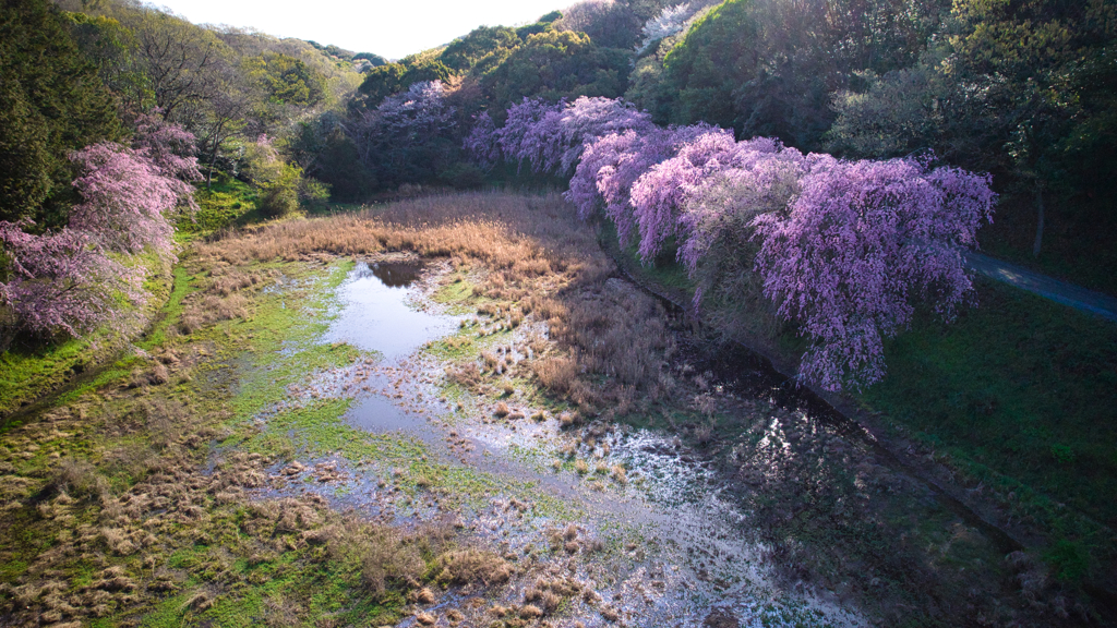 枝垂桜