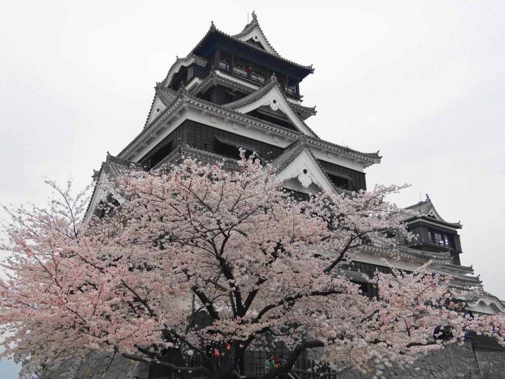 桜と熊本城