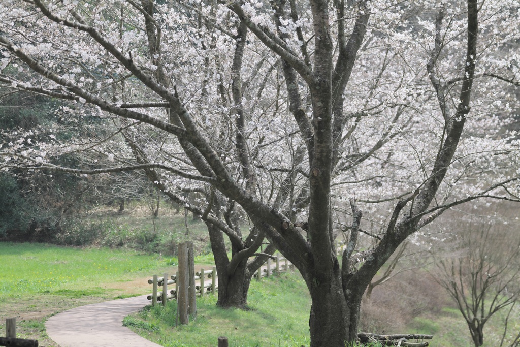 薄墨の桜