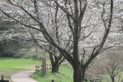 薄墨の桜