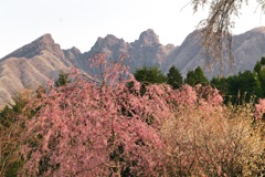 夫婦しだれ桜