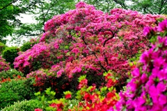 Pink Purple Red