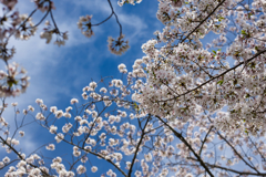 桜雲
