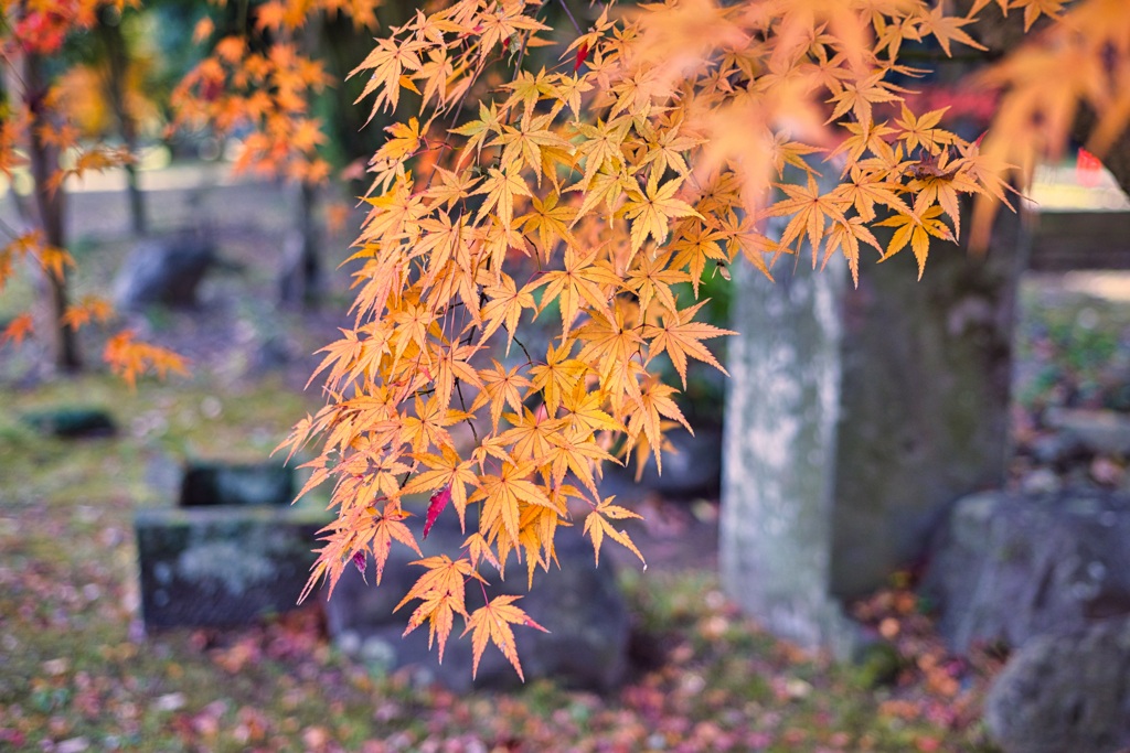 赤くならなかった紅葉