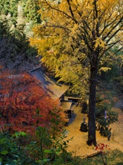 銀杏紅葉