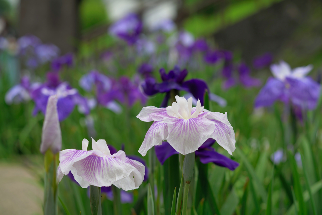 花しょうぶ