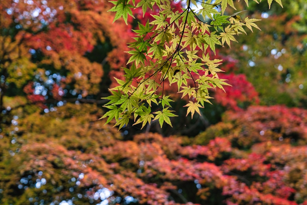 山紅葉