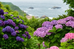紫陽花