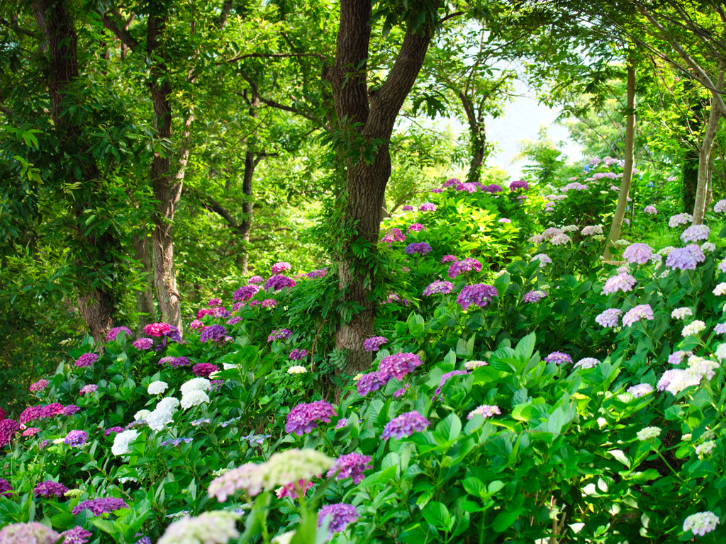 桃源郷の森