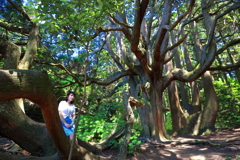 My fairy deep in the forest