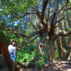 My fairy deep in the forest