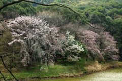 山桜