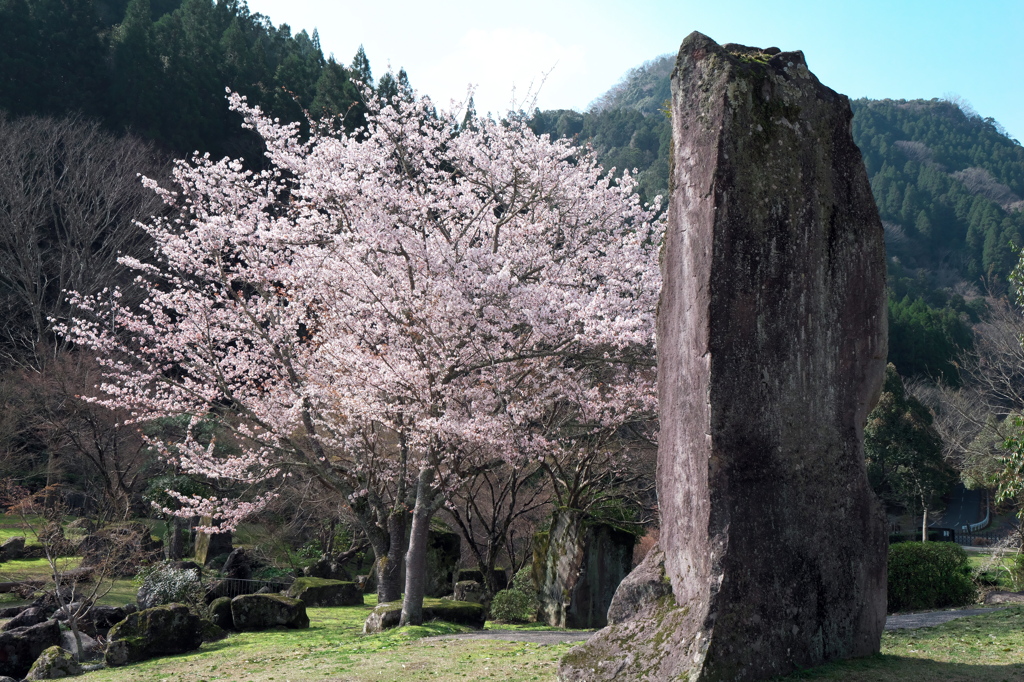 巨石と桜