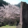巨石と桜