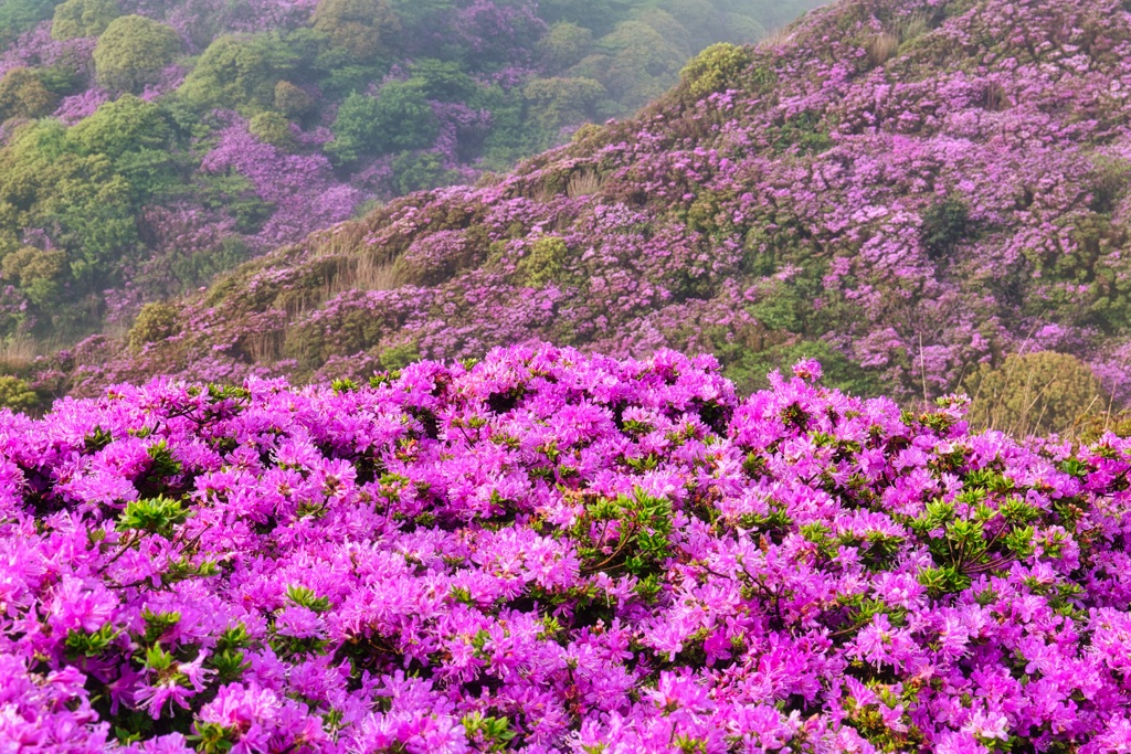 深山霧島