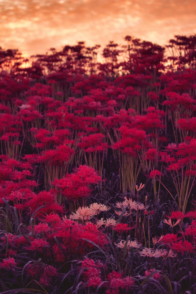 曼殊沙華