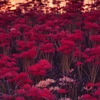 曼殊沙華
