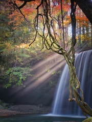 紅葉の滝に光芒