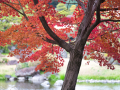 最後の紅葉