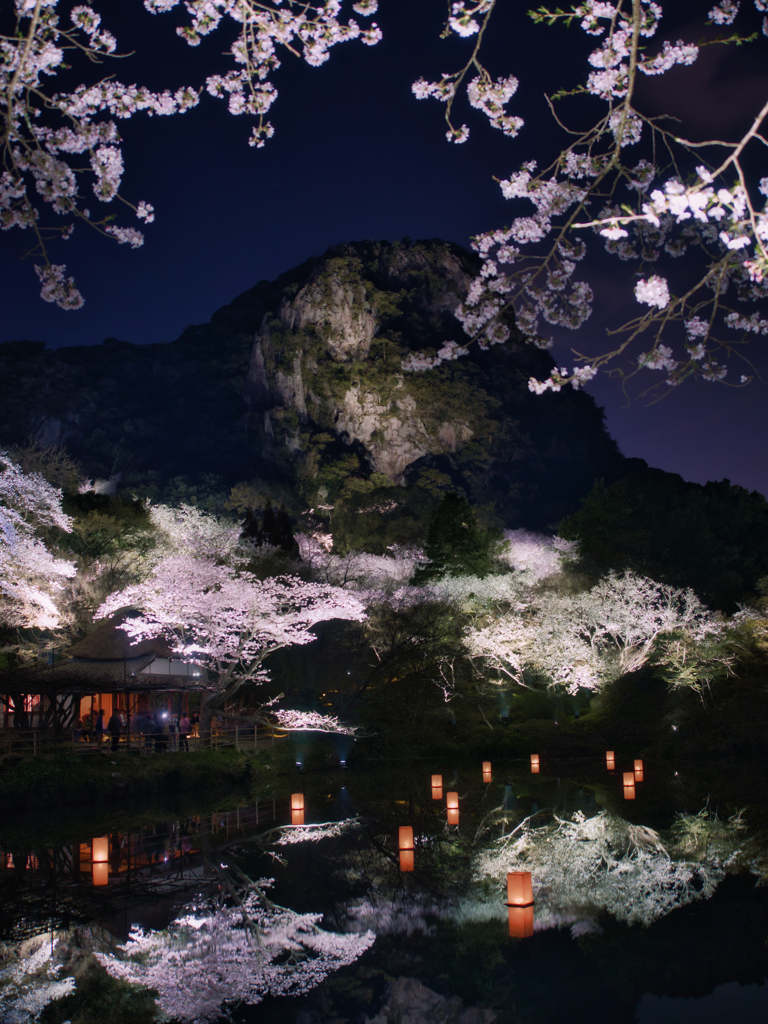 夜桜２