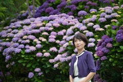 紫陽花