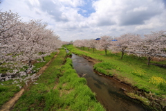 益城復興桜