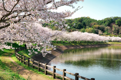 立岡池の桜トンネル
