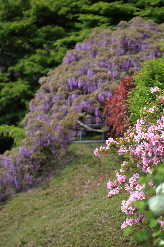 藤園