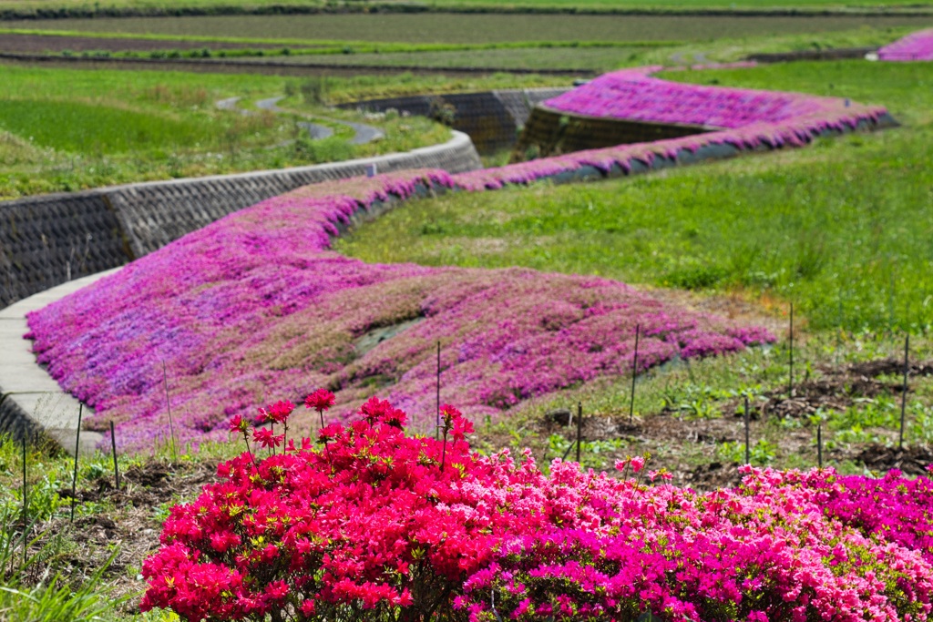 芝桜