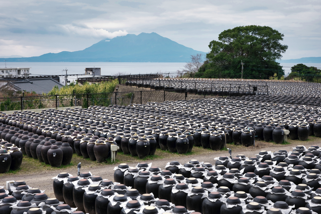 くろずの壺畑から桜島を望む