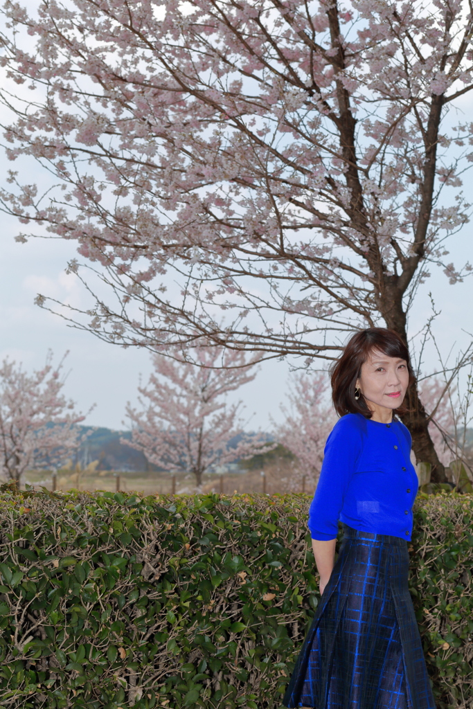 嫁ポ_桜②