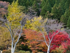 Various foliage