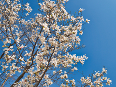 SAKURA