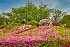 ツツジ