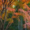 色褪せ始め