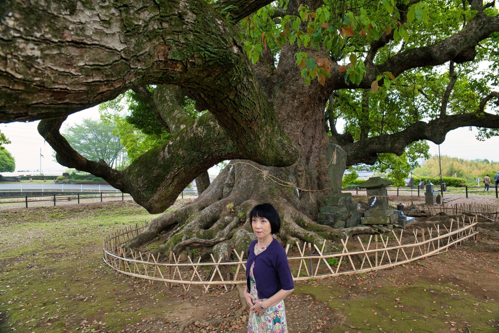 寂心さんの樟