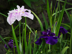 花しょうぶ