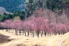 陽光桜