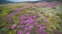 深山霧島