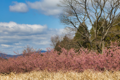 河津桜