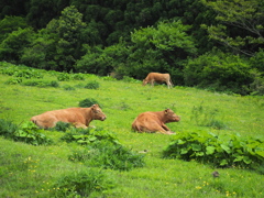 肥後の赤牛