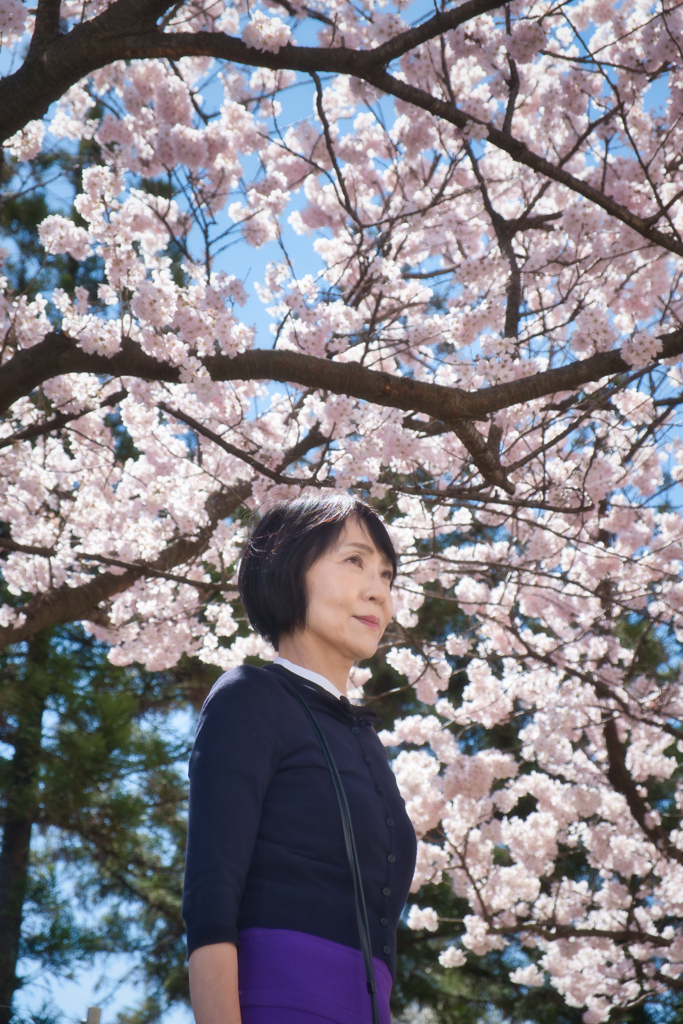 春めき桜