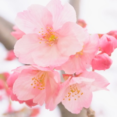 さくら色