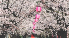 花見提灯