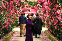 見返りの薔薇