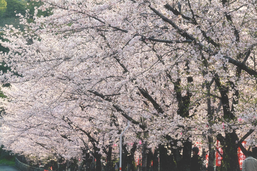 桜並木
