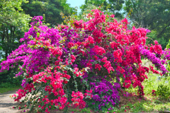 Bougainvillea