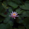 花のひらく音がきこえた