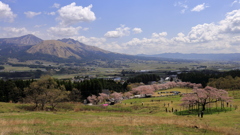 観音桜